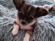 Chihuahua Hündin Langhaar 9 Wochen - Rostock Lichtenhagen