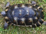 Gebe eine Breitrandschildkröte ab Perfekt gewachsen & wunderschön 8 jährig - Kasel-Golzig