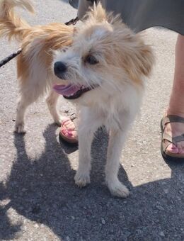 Idefix- kleiner Wirbelwind - Külz (Hunsrück)