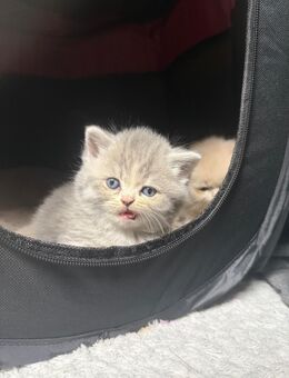 Katzenbabys - Schortens