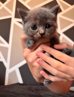 BKH-Siam MIX Kitten - Stadthagen Zentrum