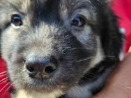 RM 3 ist unser süßer Mini-Racker 🐾 - Elsdorf (Nordrhein-Westfalen)