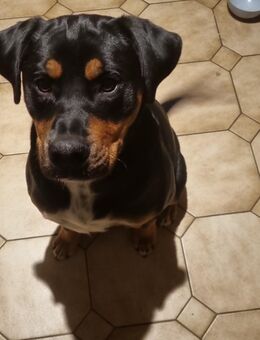 Old Englisch bulldog bernersehnnen hund Mix - Ostrhauderfehn