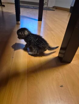 Katzen Babys ab zugeben gegen schutz Gebühr - Lötzbeuren