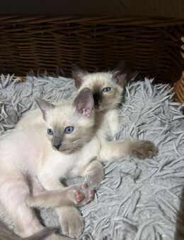 Ragdoll/OKA kitten - Leverkusen Zentrum
