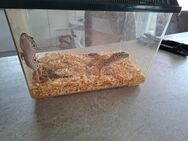 Leopardengecko Weibchen - Schwerin