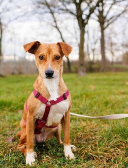 NELLY - Kämpferin mit großem Herzen - Kallmünz