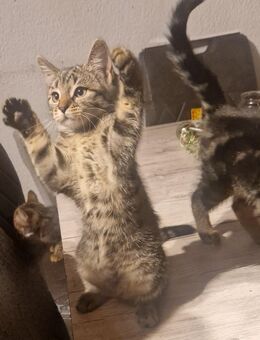Kitten suchen ein neues Zuhause - Haßmersheim