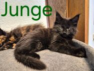 MaineCoon Kitten - Lotte