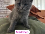 Katzen - Neckarsulm