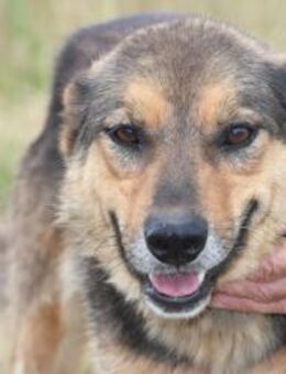 Samicah - kinderlieb u. unkompliziert - Lohra