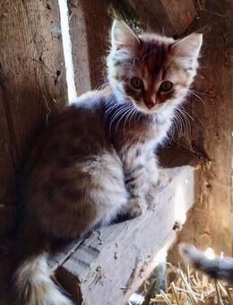 Maine Coon Perser Norwegische Waldkatze Langhaar Kitten Kätzchen Katzen - Mühldorf (Inn)