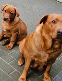 Liebevoller Labrador-Rüde (Foxred) - Molbergen