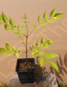Bienenbaum Setzlinge bis zu 50cm Euodia Bienen Baum Honig Imker insektenfreundliche Pflanze als Baum oder Strauch mit weißen Blüten und roten Beeren SWR Blumenwiese - Pfedelbach