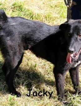 Jacky ein gemütlicher Begleiter! - Kissing