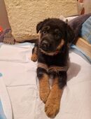 Welpen Deutscher Schäferhund, Deutsche Schäferhund Welpen, gerader Rücken DDR in 14712