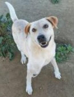 Pepe, lieber Herzensmann, ca. 10 Jahre - Vaterstetten