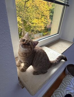 BKH-Kater Golden Tabby abzugeben! - Dortmund