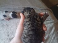 Kitten suchen neues zuhause! :) - Minden Leteln