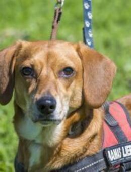 Karesz SI kleiner Abenteurer - Neustadt (Rübenberge)