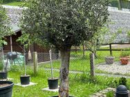 Olivenbaum dick massiv und winterhart - Riedt b. Erlen