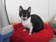 Klelia, verspieltes Katzenmädchen, ca.7M - Vaterstetten