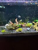 Aquarium 380 Liter mit CO2 Anlage in 04509