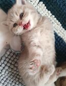 Traumhaft schöne, liebe, verschmuste BKH-Kitten abzugeben! in 67722