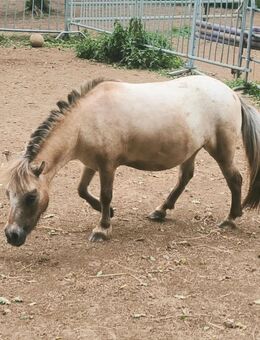 Mini Shetty Stute geritten - Grevenbroich