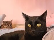 Katze sucht - Düren