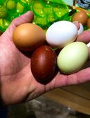 Legehühner und 2 Rassenhähne in 67259