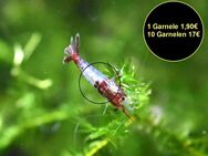 Red Rili Garnele, Zwerggarnele (ab 1,70€) (Versand/ Abholung) - Mechernich
