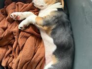 Beagle Welpe, Tricolor reinrassig - Gemmrigheim