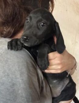 Neli 30 cm (Nov 25, wächst noch) - Alpenrod