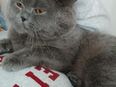 Bkh kater in 8355