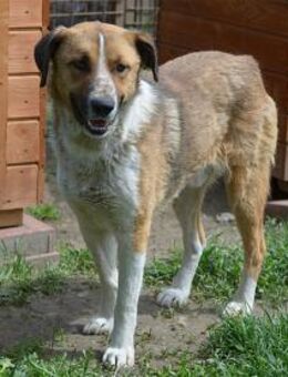 Barney Pflegestelle oder Zuhause gesuc - Oberwies