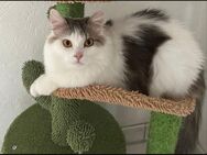 Ragdoll Kitten Mix - Duisburg