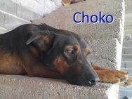 CHOKO ❤ EILIG! sucht Zuhause oder PS - Langenhagen