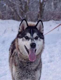 Charlie❤️sucht seime eigene Familie - Rott (Inn)