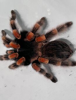 Brachypelma smithi | 6cm KL | Weibchen - Karlsbad