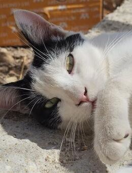 Adriou möchte endlich geliebt werden! - Bergkirchen