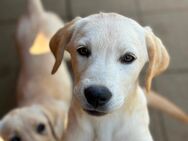 Reinrassige Labradorwelpen mit Zuchtstammbaum. - Dillingen (Donau)