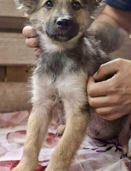 Abby 3,5 Monate jung, Liebe - Koblenz