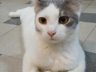 🆘Valentina, Nia & Felicia 🆘 - Eislingen (Fils)