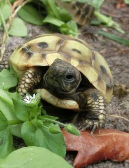 Griechische Landschildkröten (THB), NZ 2022 - Stemwede