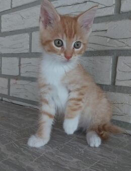 BKH-MaineCoon-Mix Katerchen - Sankt Michaelisdonn