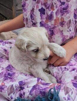 Maltipoo Welpen - Schliengen