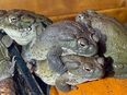 Nachzuchten der Colorado Kröte / Sonoran Desert Toad / Bufo Alvarius in 37297