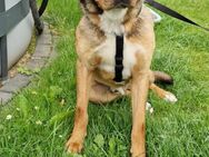 Bandi - Biedenkopf