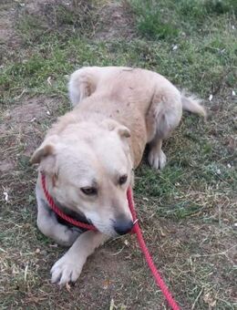 Oskar3; aktiver Labrador-Mix - Geilenkirchen